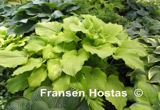Hosta Great Lakes Gold